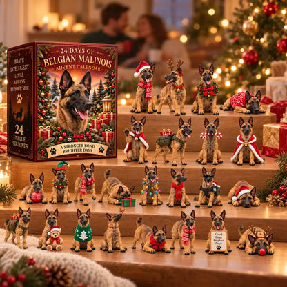 All 24 Belgian Malinois collectible figurines with their countdown box in a warm Christmas gathering